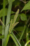 Eastern rough sedge